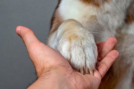 Dog's paw in human's palm. Man holds  dog's paw in his hand. Concept of friendship and trust
