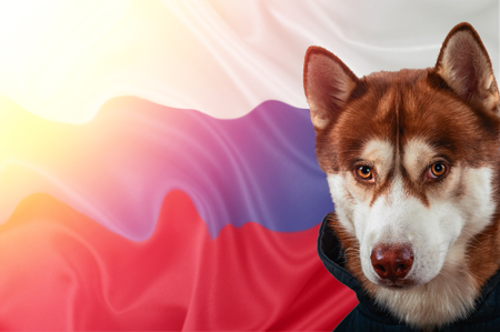 Patriotic dog proudly in front of the Russia flag. Portrait siberian husky in sweatshirt in the rays of bright sun. National Russian celebration concept.の写真素材