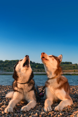 Cute Husky dogs crying and howling on beach.の写真素材