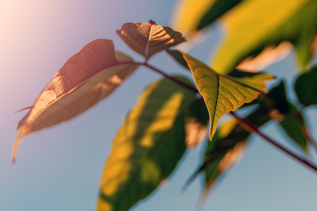 Tree branch with green leaves in warm sunlight against clear blue sky. Selective focus. Leaf opposite sun and skyの写真素材