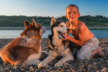 Cheerful boy scratches behind ear Siberian husky. Warm, sunny summer evening.の写真素材