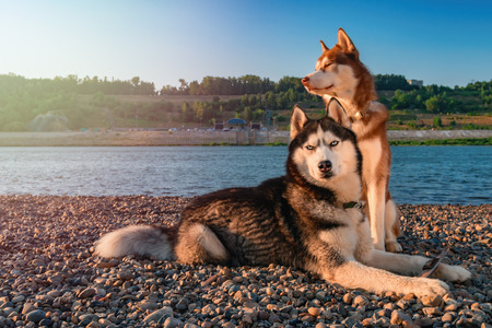 Two Siberian husky dogs sits on shore against background calm river in warm evening light. Copy space.の写真素材