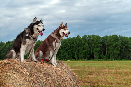 Two Siberian husky dogs sit on a haystack against the background of a field, forest and sky with clouds. Copy space.の写真素材