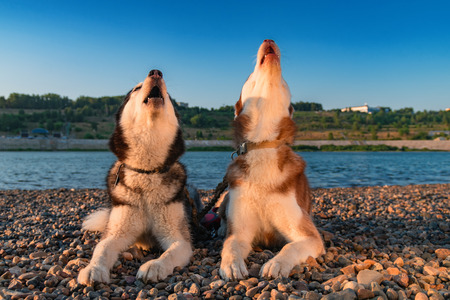 Dogs howl. Two Siberian huskies raised their faces up and howled. Husky sing song