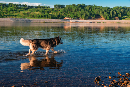 Siberian husky dog runs on water in the evening light. Reflection of the dog on the water. Side view, Copy spaceの写真素材