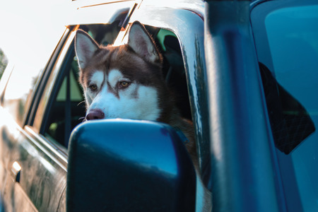 Siberian husky dog portrait in car windowの写真素材