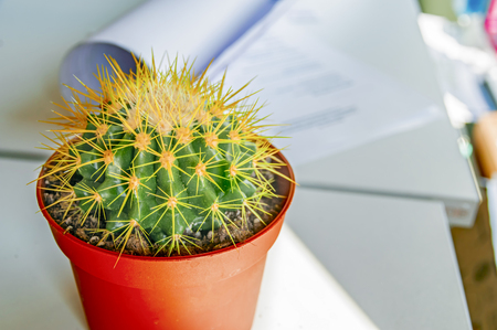 Cactus in office. Ehinokaktus of gruson with long needles stands in a white office Desk in the rays of the sun. Copy space.の写真素材