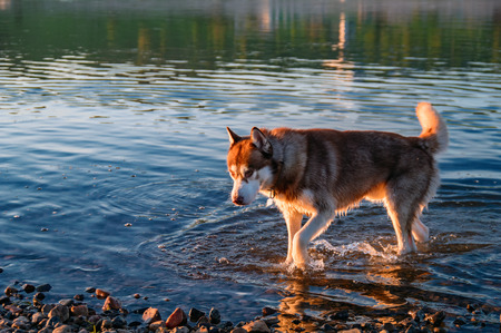 Red Siberian husky dog comes out of the water on sunny beach. Evening walk with dog in nature on. Warm sunny evening. Copy space.の写真素材