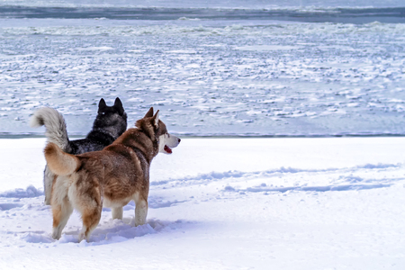 Portrait two dogs Siberian husky standing on the shore and looking at the floating ice. Rear view. Copy spaceの写真素材