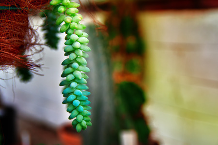 Succulent stem of the succulent plant hangs from the pot. Bright green leaves are collected in dense bunch on the stem. Copy space.の写真素材