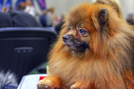 Pomeranian dog. Portrait Pom Pom. Copy spaceの写真素材