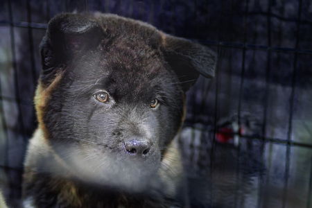 Cute American Akita puppy in cage. Portrait  small black puppy close-up. front side view. Copy space.の写真素材