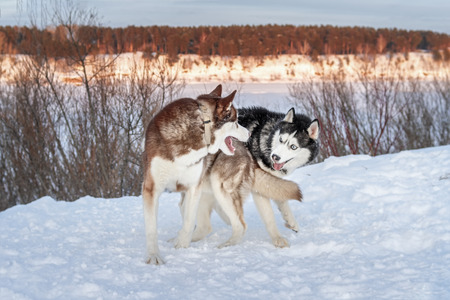 Two dogs Siberian husky play on winter evening walk in the Park. Fun fighting and biting. Cute siberian husky.の写真素材