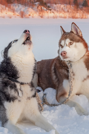 Blue-eyed siberian husky dog howls raising his face up. Brown husky dog carefully at it looks. Beautiful siberian husky snow dogs howling. Howling on winter landscape.の写真素材