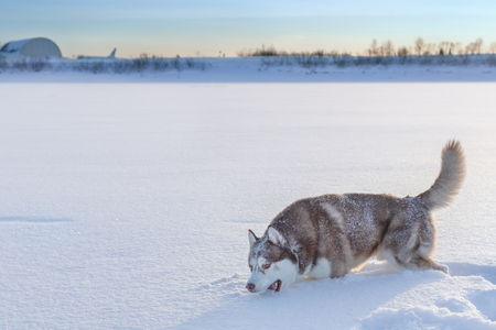 Husky dog eating snow on walk. Copy space.の写真素材