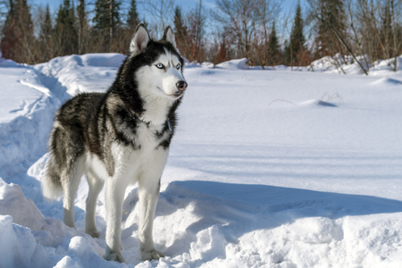Siberian husky dog. Winter portrait snow path. Copy spaceの写真素材
