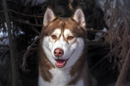Siberian Husky dog portrait, closeup. Husky dog in winter forest on dark backgroundの写真素材