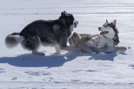 Dogs play. Two Siberian husky dogs play in snowの写真素材