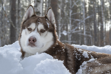Portrait of brown siberian Husky dog on white snow background in dark winter forest.の写真素材