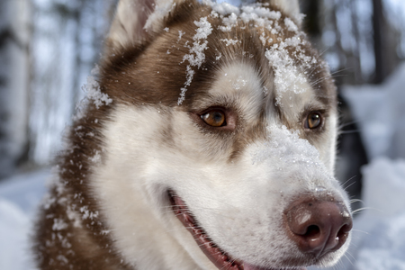 Portrait siberian husky dog on the winter background while walking in nature. Snow-covered muzzle close upの写真素材