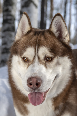 Husky dog portrait with tongue stuck out on winter snowy background. Front viewの写真素材