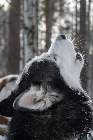 Howling husky dog in cold winter forest.の写真素材