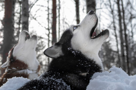 Howling husky dogs in cold winter forest.