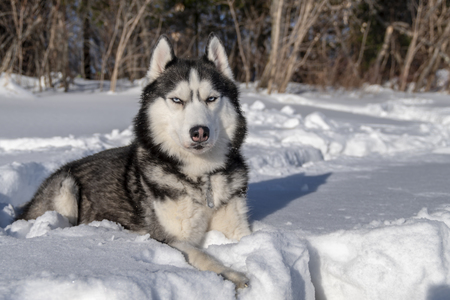 Siberian Husky dog lie on snowの写真素材