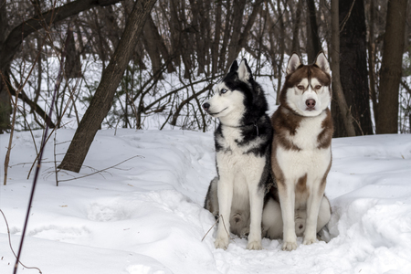 Siberian Husky dogs portrait in winter forest. Front viewの写真素材