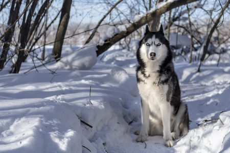 Siberian husky dog on snow in winter forest. Sunny winter background. Front view.の写真素材