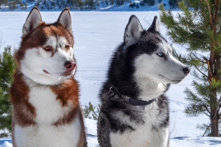 Siberian husky dogs. Winter portraitの写真素材