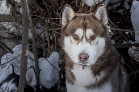 Portrait Siberian husky dog in sunny winter forest. Front view. Looking at cameraの写真素材