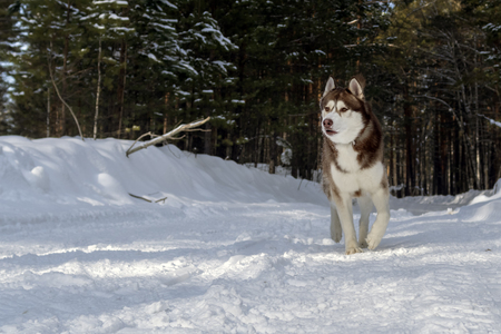 Dogsledding in a winter landscape in forest with husky dog.の写真素材
