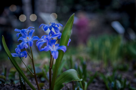 Young fresh blue flowers, soft focus, dusk, night city lighting. Dreamy romantic spring, close-up.