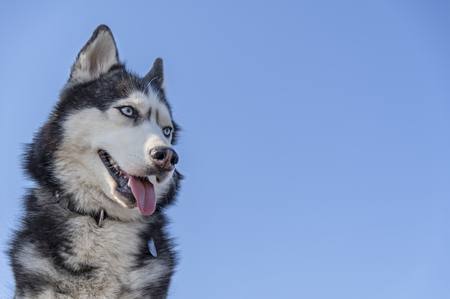 Siberian Husky Dog Isolated on blue background.の写真素材