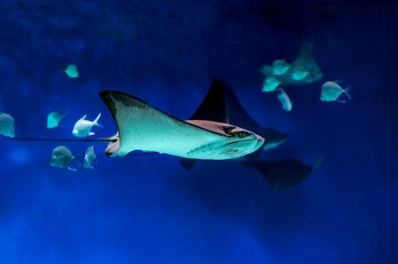 Stingray swims in the blue dark water surrounded by fish.