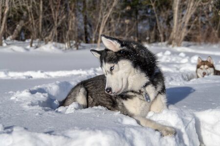 Husky dog lying in the snow. Black and white cheerful Siberian husky with blue eyes.の写真素材
