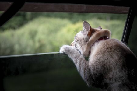 Cat looking out the car window. Copy space. Side view from behindの写真素材