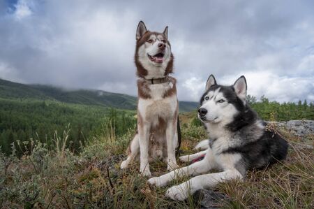 Siberian husky dogs on the background of mountain landscape with coniferous forest and rain cloudsの写真素材