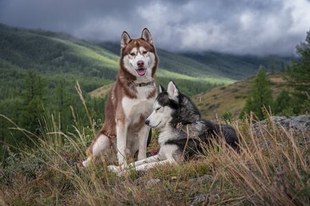 Hiking with dogs. Two Siberian huskies on the background of forest and clouds in the mountainsの写真素材