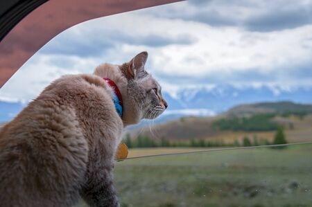 Cat looks out of the open window car. Travel by car with cat with blue eyes.の写真素材