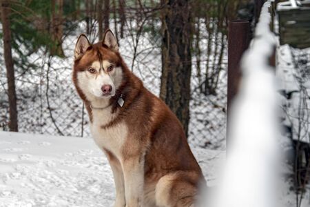 Husky dog looks over enclosure fence. Winter day, yard house.の写真素材