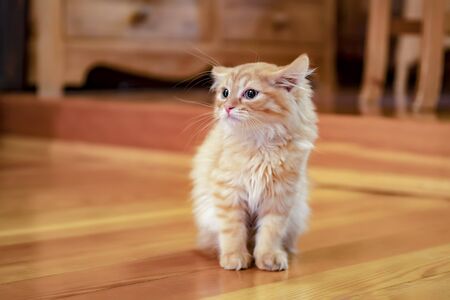 Kitty portrait on wooden background. Kitty young petの写真素材