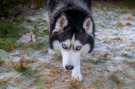 Portrait Siberian husky dog sneaks up to the man and looks at camera. Top view from the front. Closeup.の写真素材