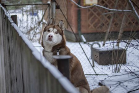 Sad husky dog sits behind the fence and looks at the top. Winter day, the yard house.の写真素材