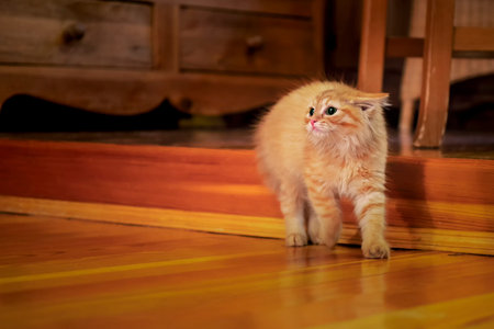Little red kitten raised its back angrily and pressed its ears back. Redhead cat hisses, threatens,...