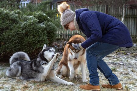 Girl feeds treats to husky dogs in winter European Park. Dog raised his paw and begged, asks hostess treat. Mistress is feeding Siberian huskiesの写真素材