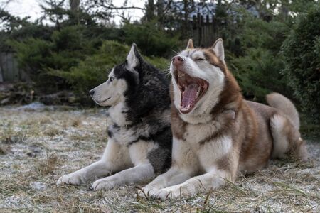 Beautiful portrait of two yawns husky dogs. Adorable siberian husky dogs on winter frost green background.の写真素材