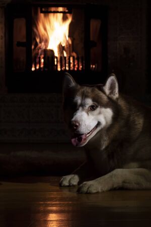 Night photo dog by burning fireplace. Portrait illuminated head Siberian husky dog in mystical twilight old castle against the background of burning logs in large fireplace.の写真素材