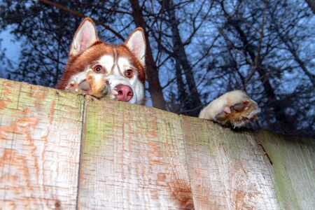 Dog looking over fence. Dog peering over wooden fence, bottom view, dark background.の写真素材